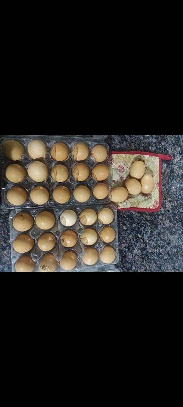 lohman brown desi fertile eggs 480 rs dozen 0