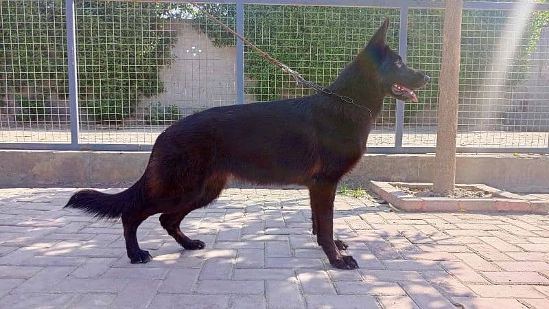 Black german shepherd 2