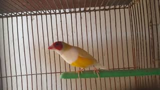 Lady gouldian finch