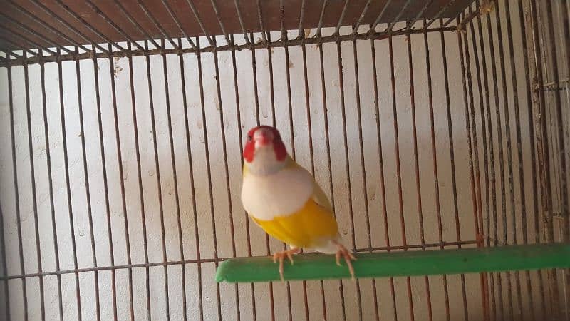 Lady gouldian finch 1