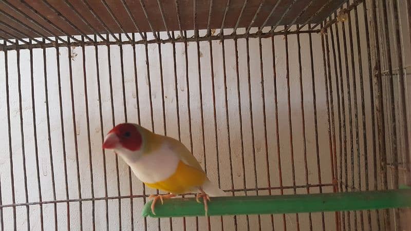 Lady gouldian finch 2