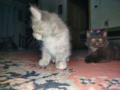 Persian kitten for sale 2 months old