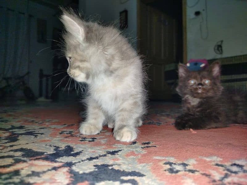 Persian kitten for sale 2 months old 0