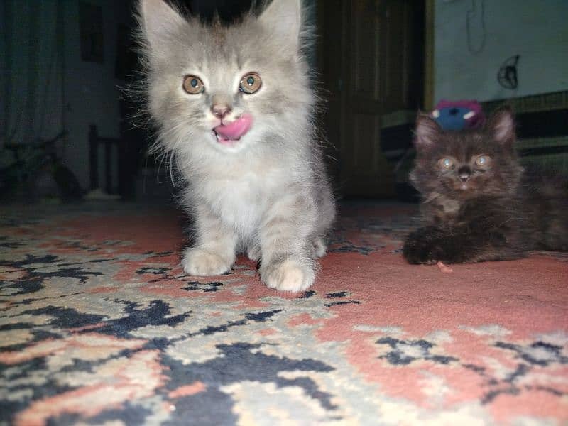 Persian kitten for sale 2 months old 1