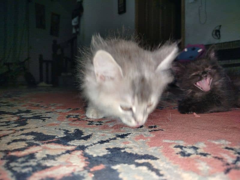 Persian kitten for sale 2 months old 2