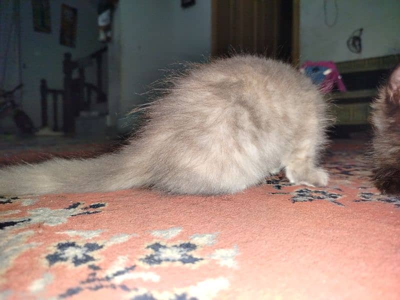 Persian kitten for sale 2 months old 3