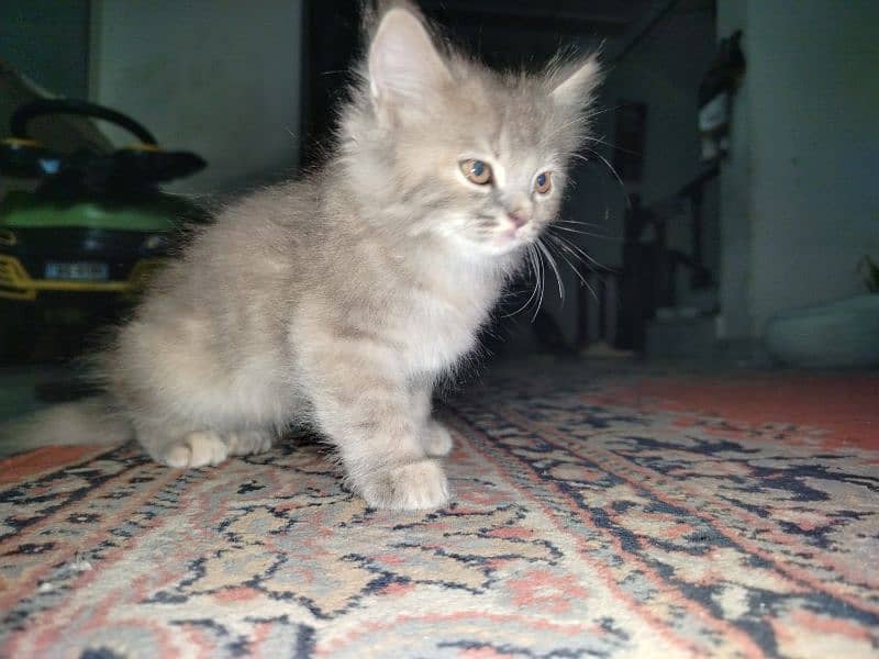 Persian kitten for sale 2 months old 5