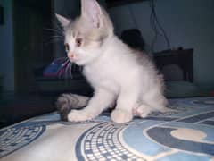 Persian kitten for sale 2 months old