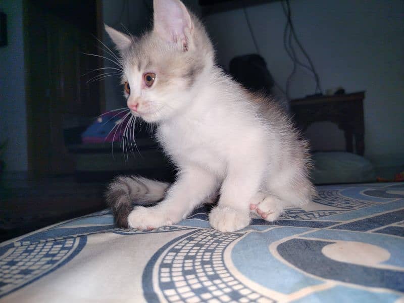 Persian kitten for sale 2 months old 6