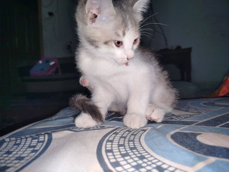 Persian kitten for sale 2 months old 7