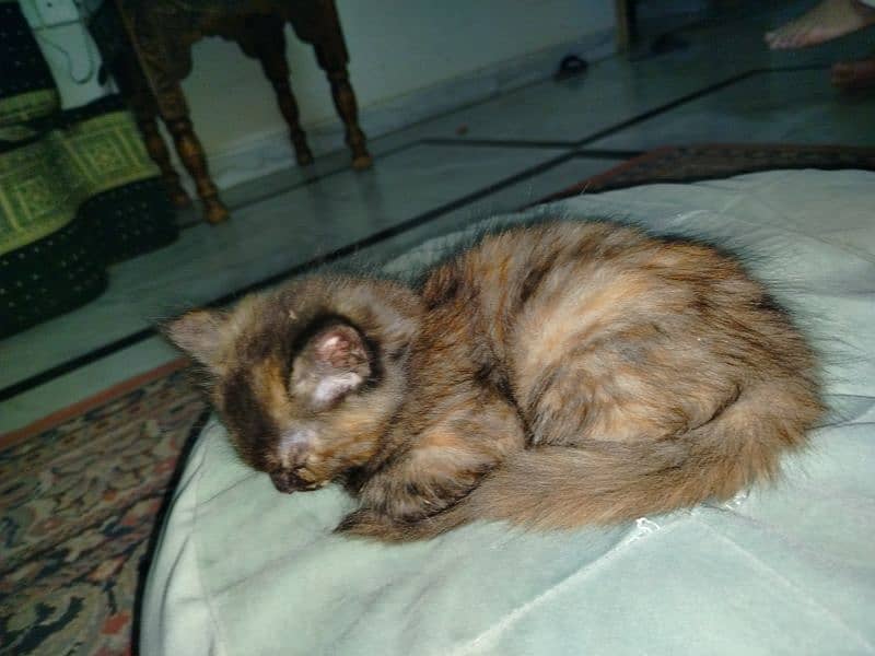 Persian kitten for sale 2 months old 8