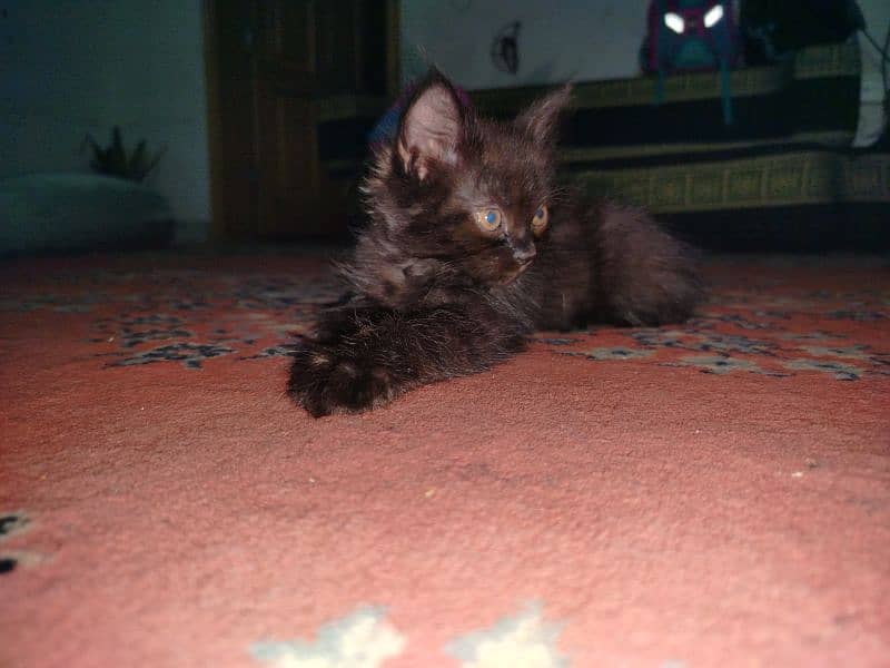 Persian kitten for sale 2 months old 9