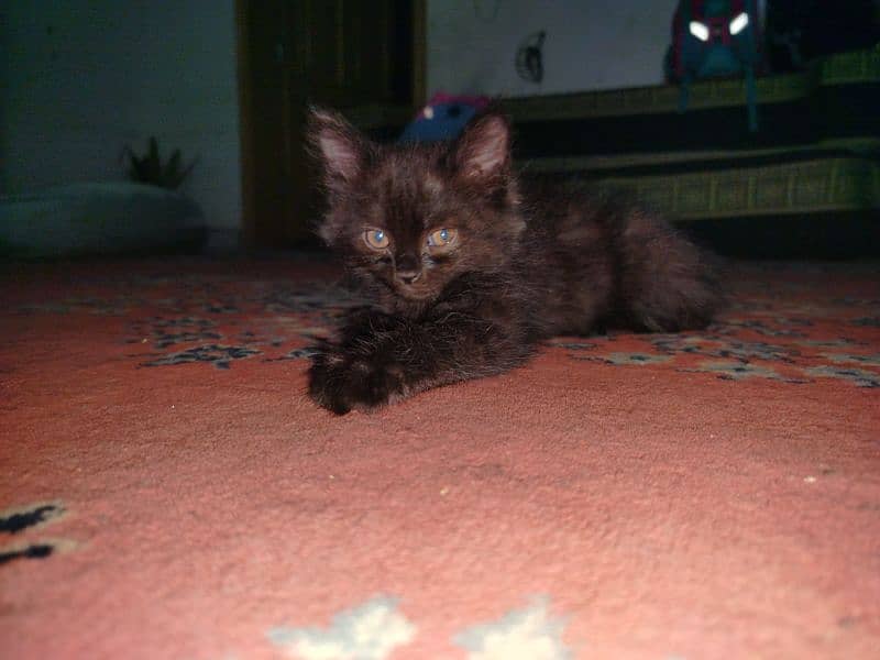 Persian kitten for sale 2 months old 10