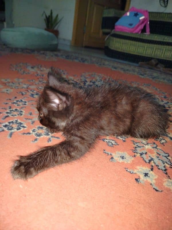 Persian kitten for sale 2 months old 11