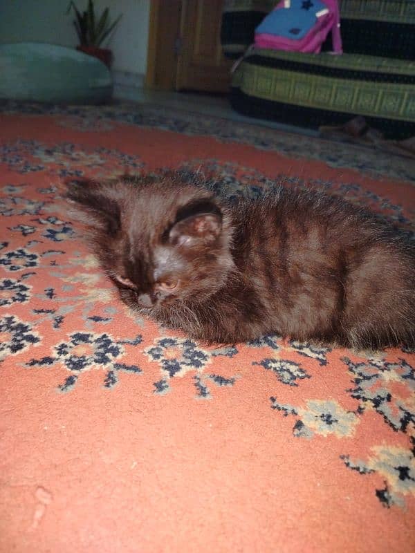 Persian kitten for sale 2 months old 13