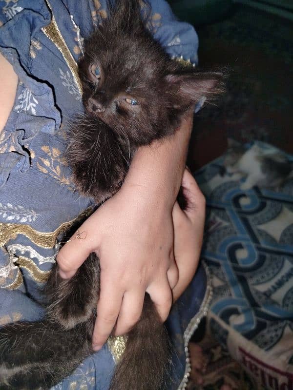 Persian kitten for sale 2 months old 14