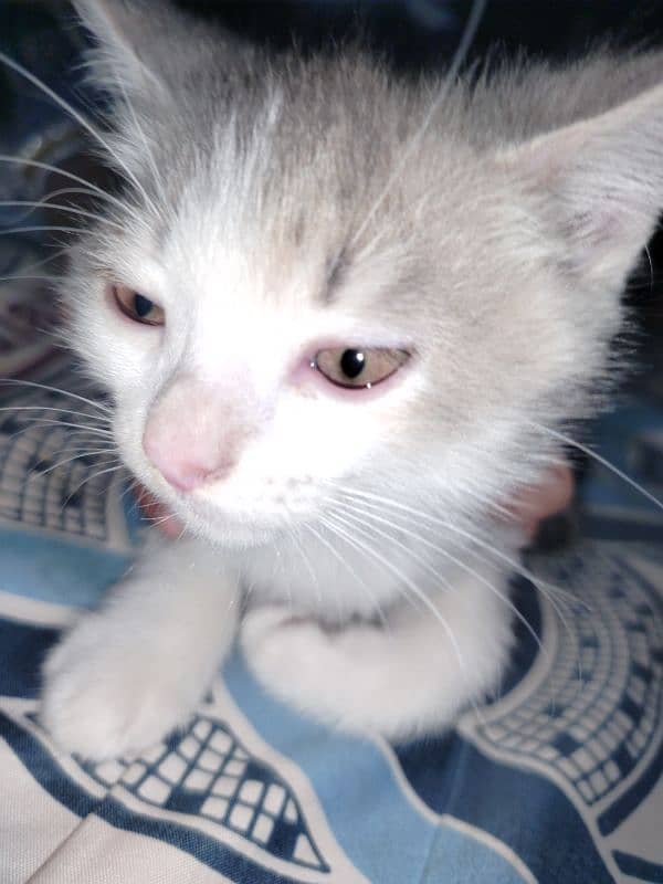 Persian kitten for sale 2 months old 15