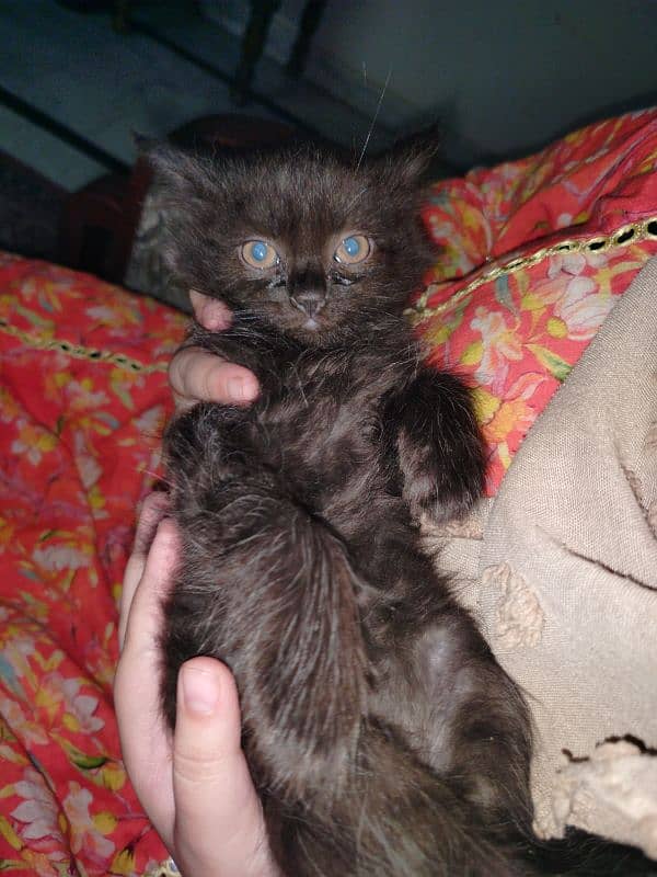 Persian kitten for sale 2 months old 17