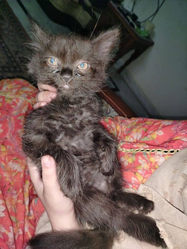 Persian kitten for sale 2 months old 18