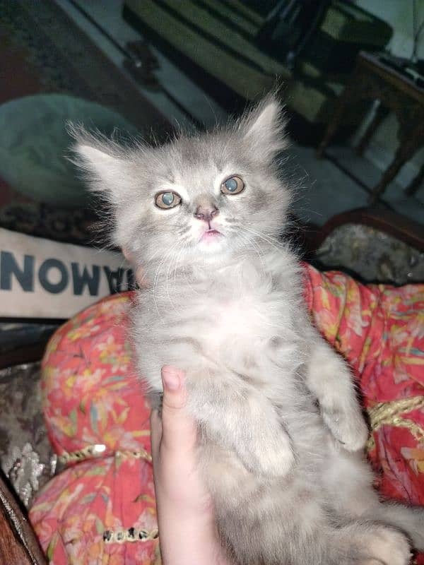 Persian kitten for sale 2 months old 19