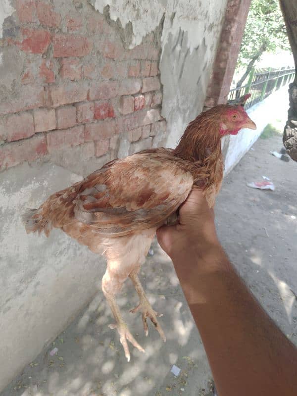 health and active hen 2