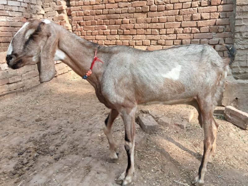 pregnant bakri for sale 03052593845 1