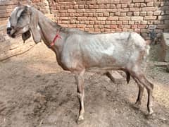 pregnant bakri for sale 03052593845