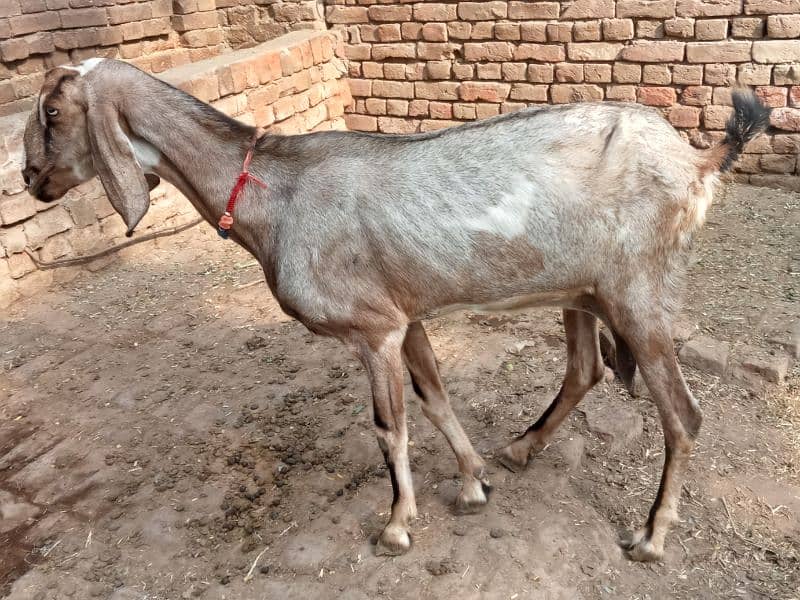 pregnant bakri for sale 03052593845 2