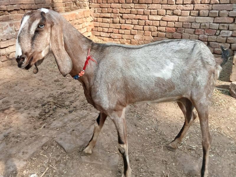 pregnant bakri for sale 03052593845 3