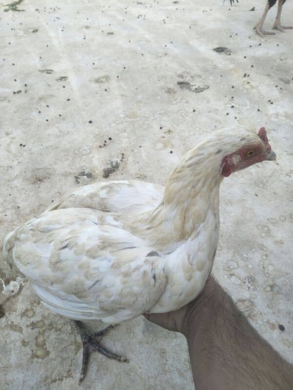 Pure Desi Egg lying Hens 7