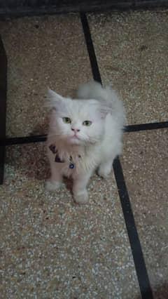 Triple coat white Persian cat male