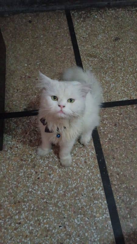 Triple coat white Persian cat male 0