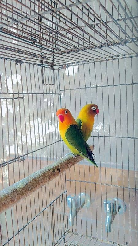 Love Birds Pair 3