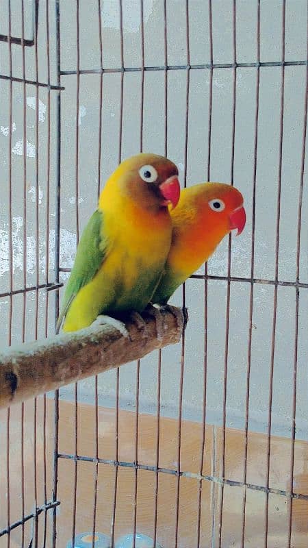 Love Birds Pair 4