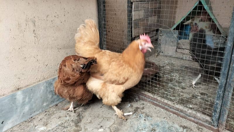 argent sale golden buff or 3 hens 2