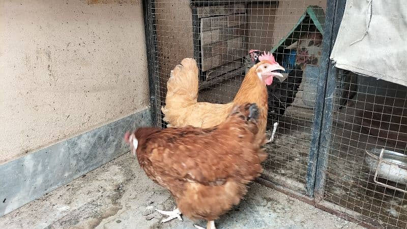 argent sale golden buff or 3 hens 3