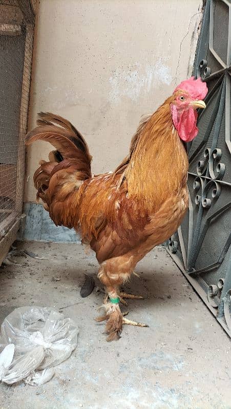 argent sale golden buff or 3 hens 7