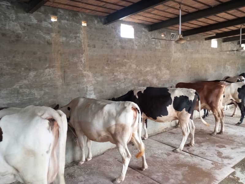 All types of Cows Available 0