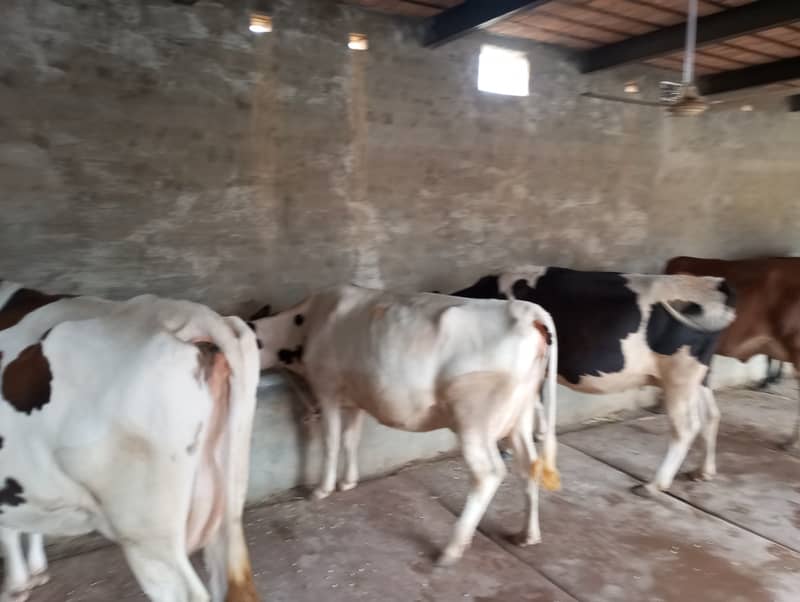 All types of Cows Available 1