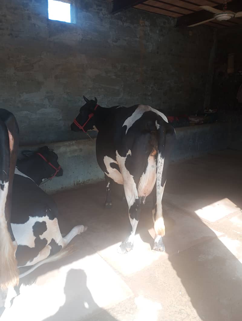 All types of Cows Available 3