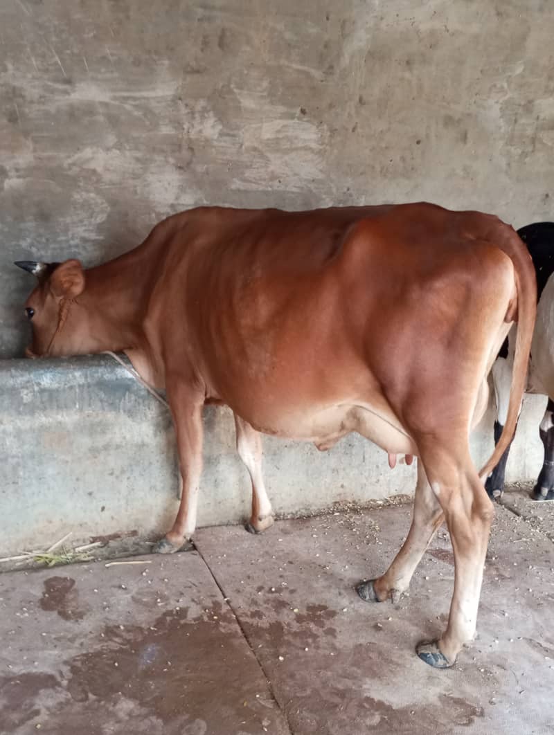 All types of Cows Available 7