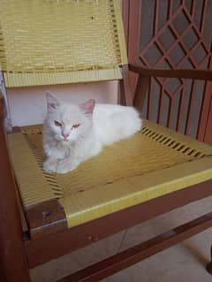 Beautiful White Persian Cat for Sale in Multan - 4000 PKR