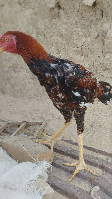 pure Pakistani kamaliya bund gaddi very old rare breed 5