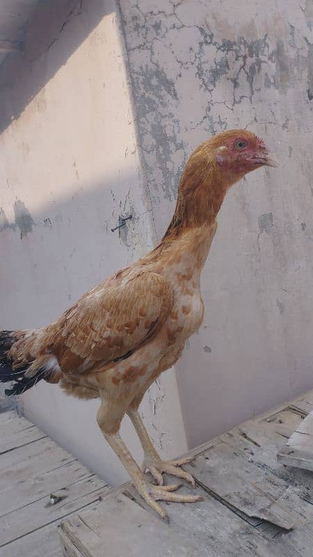 pure Pakistani kamaliya bund gaddi very old rare breed 10