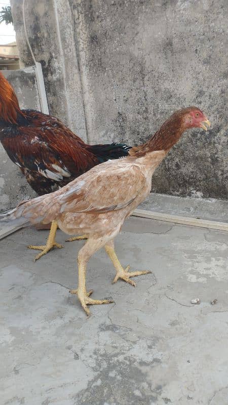 pure Pakistani kamaliya bund gaddi very old rare breed 11