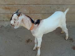 9 Mouth Age goat (kot Ghulam Muhammad(