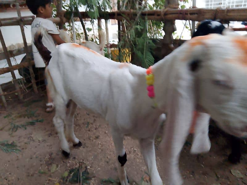 Ablac gulabi Goat 0