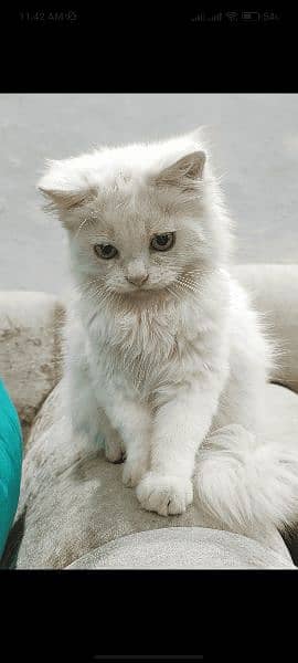 Triple coat Persian Kitten for sale 0