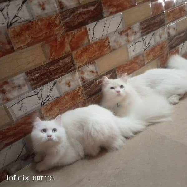 pure Persia, triple coated cats, 033,4214,8559 2