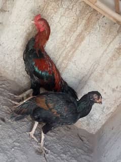 Aseel pair for sale 03324066292